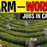 Farm Workers Jobs In Canada farm-worker