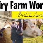 Dairy form jobs in Canada dairy-farm-jobs-min
